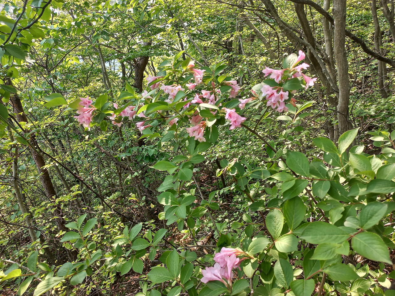 20230511_삼색 병꽃 나무(2).jpg