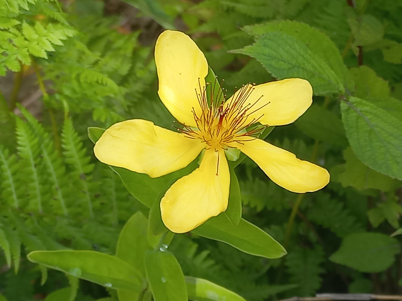 20230702_물레 나물.jpg