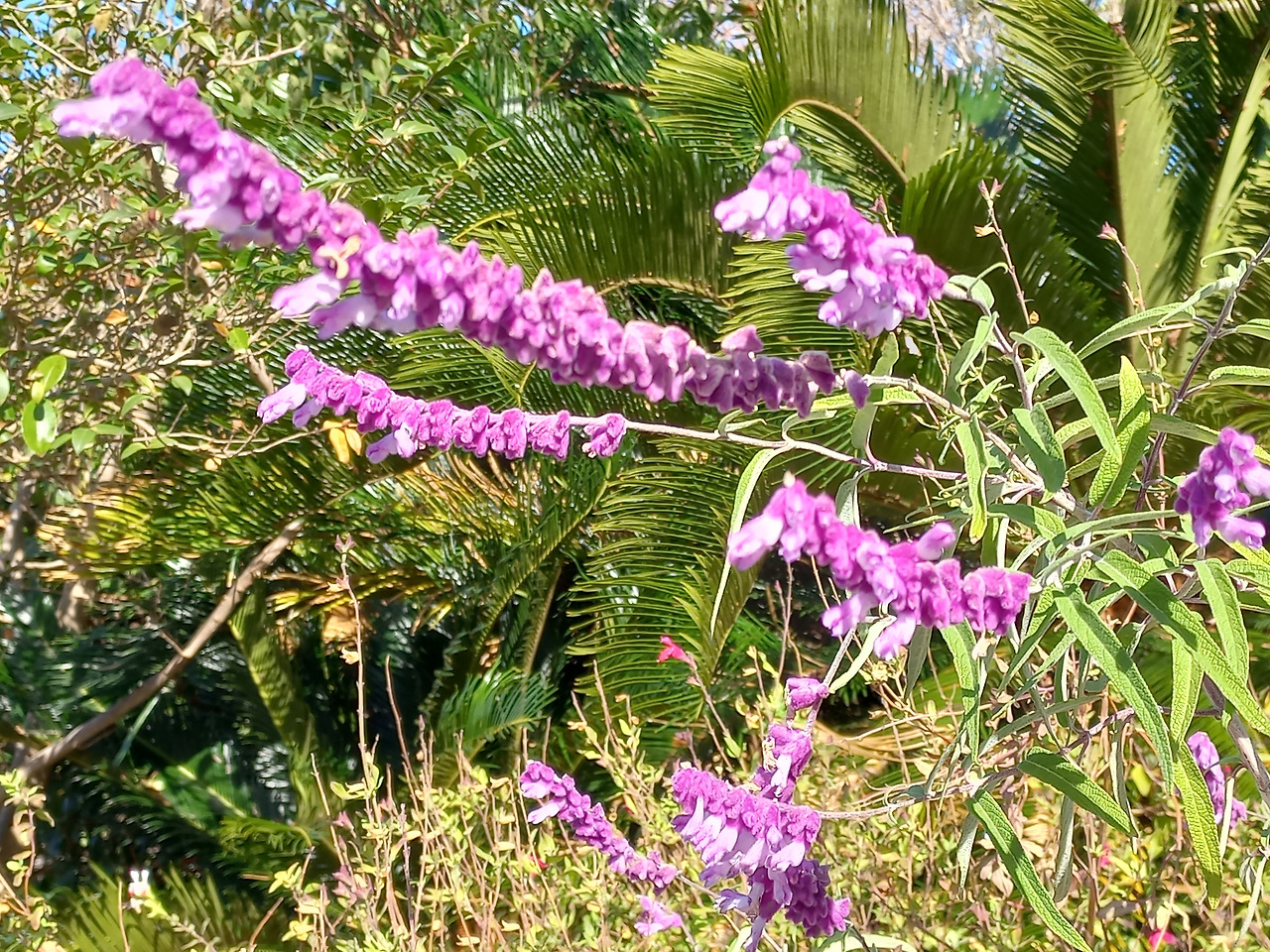 20221127_멕시칸 세이지.jpg