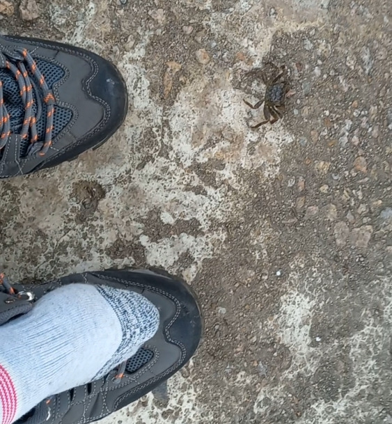 등산화와 게.jpg