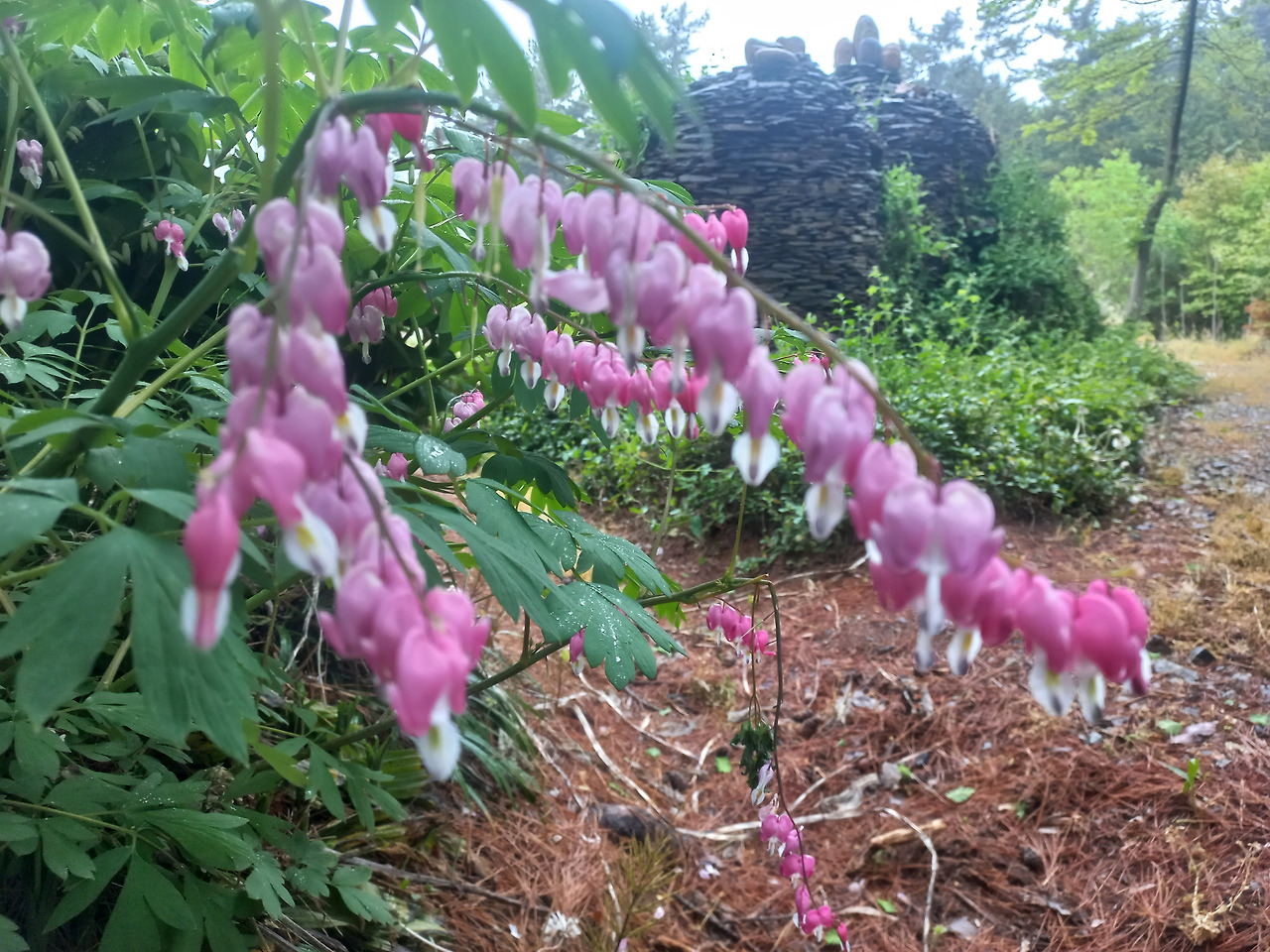 20230505_금낭화(당신을 따르겠습니다).jpg