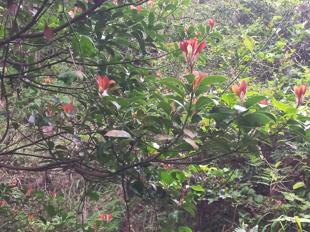 20230524_홍가시 나무(2).jpg