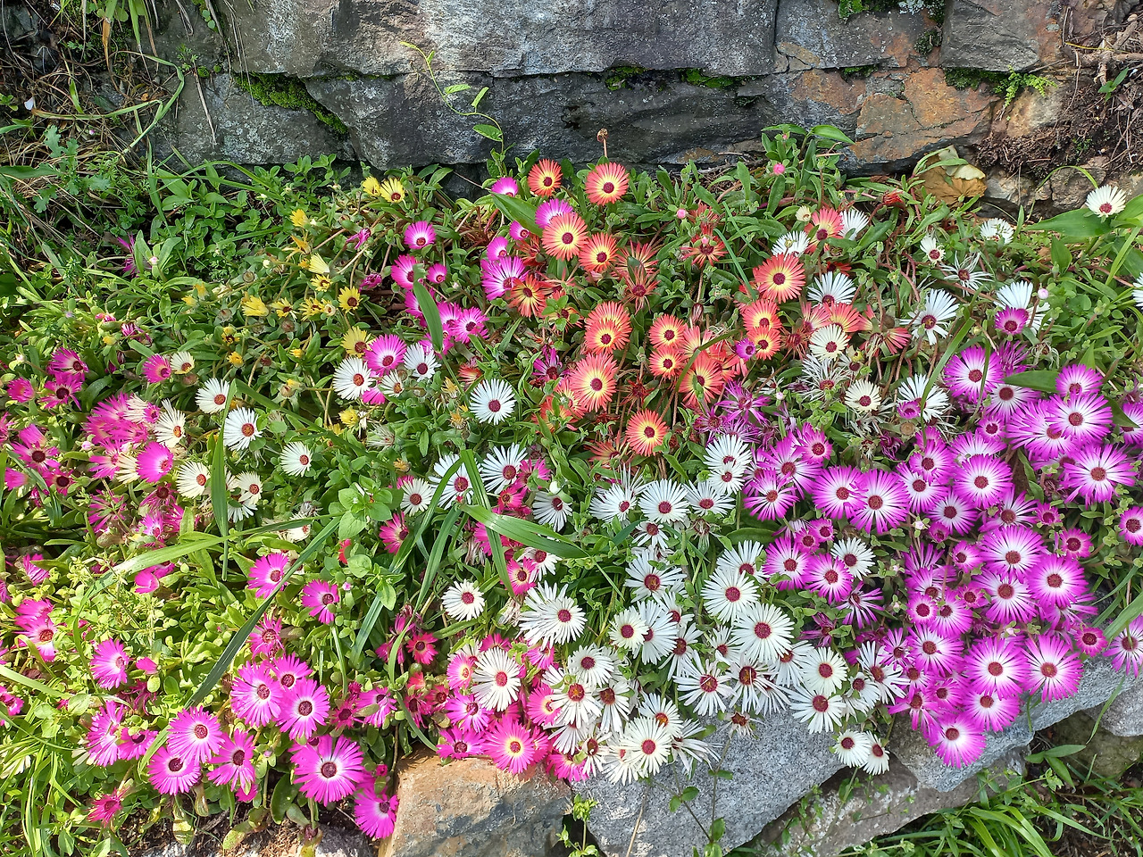 20230520_리빙스톤 데이지.jpg