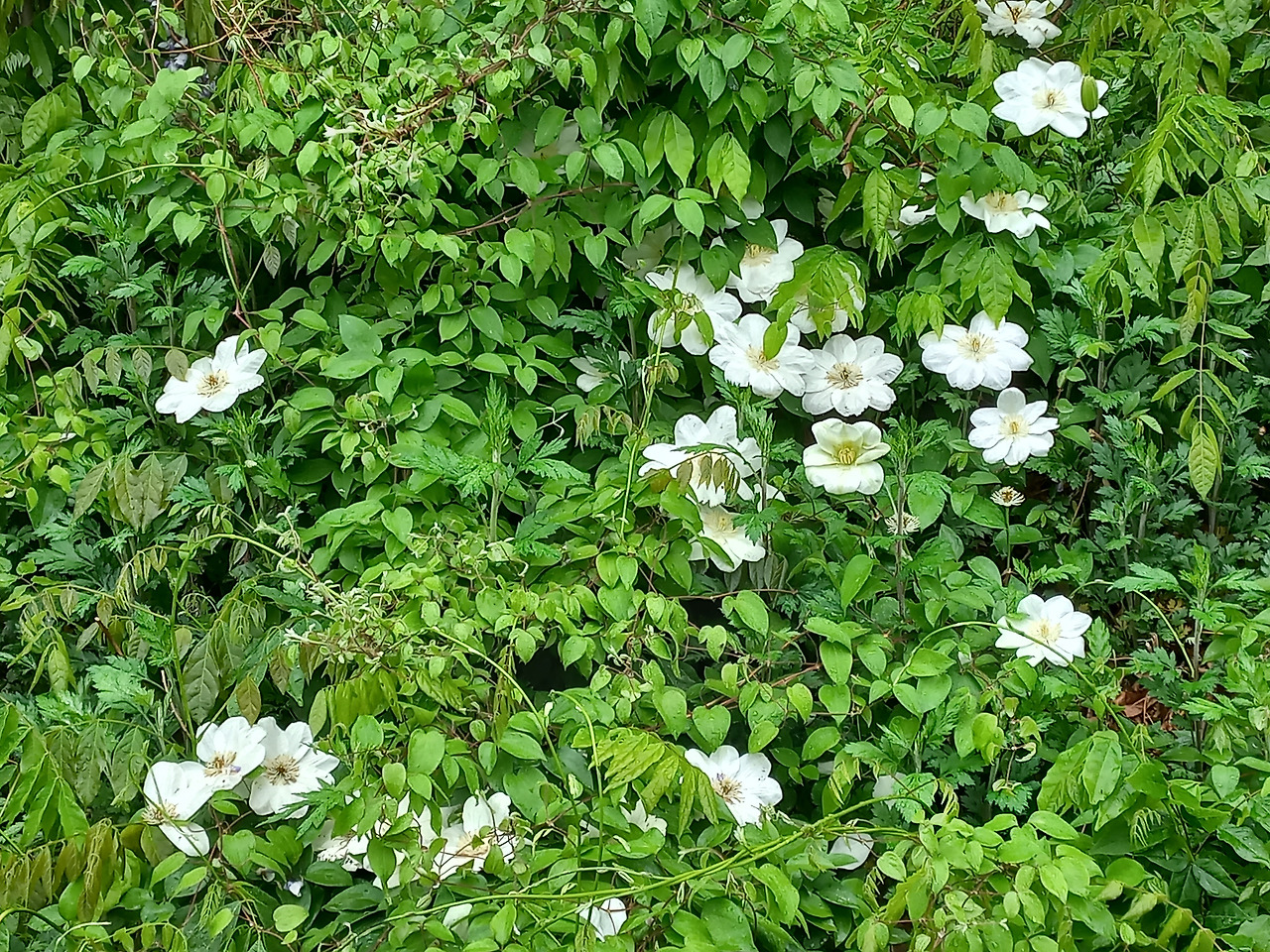 20230505_큰꽃으아리(클레마티스)_아름다운 마음.jpg