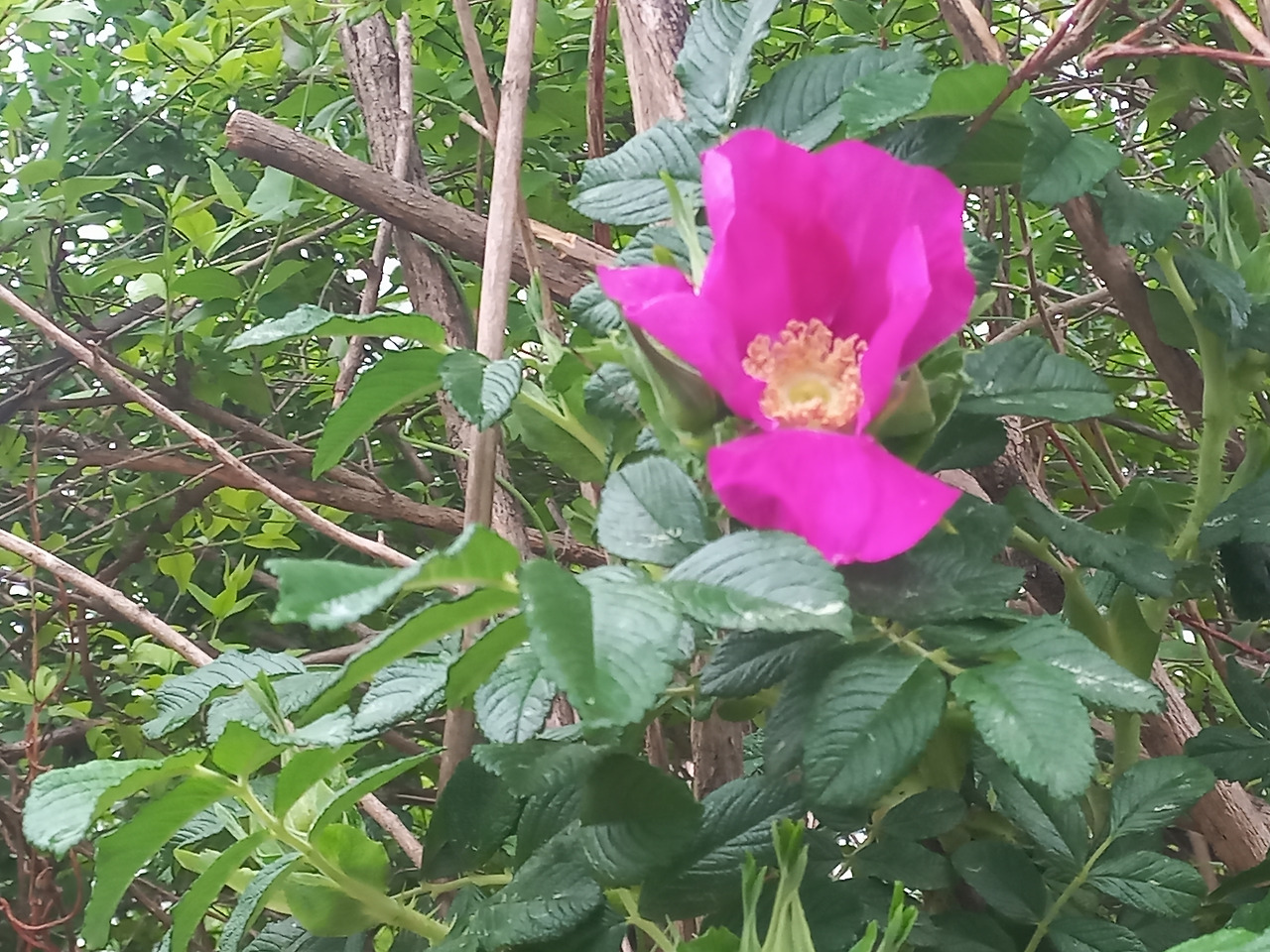 20230505_해당화(1)_열정적인 사랑.jpg