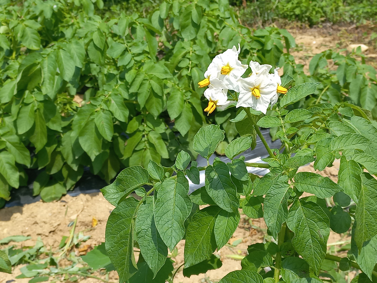 20230610_감자꽃_당신을 따르겠습니다.jpg