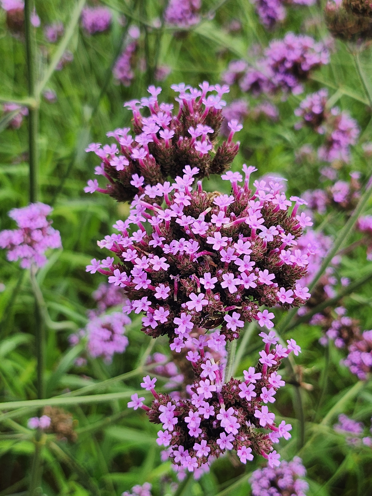 20250718_버들 마편초.jpg