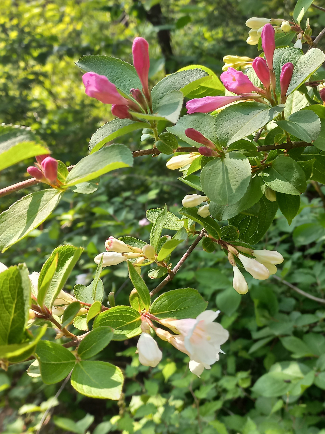 20230511_삼색 병꽃 나무(3).jpg