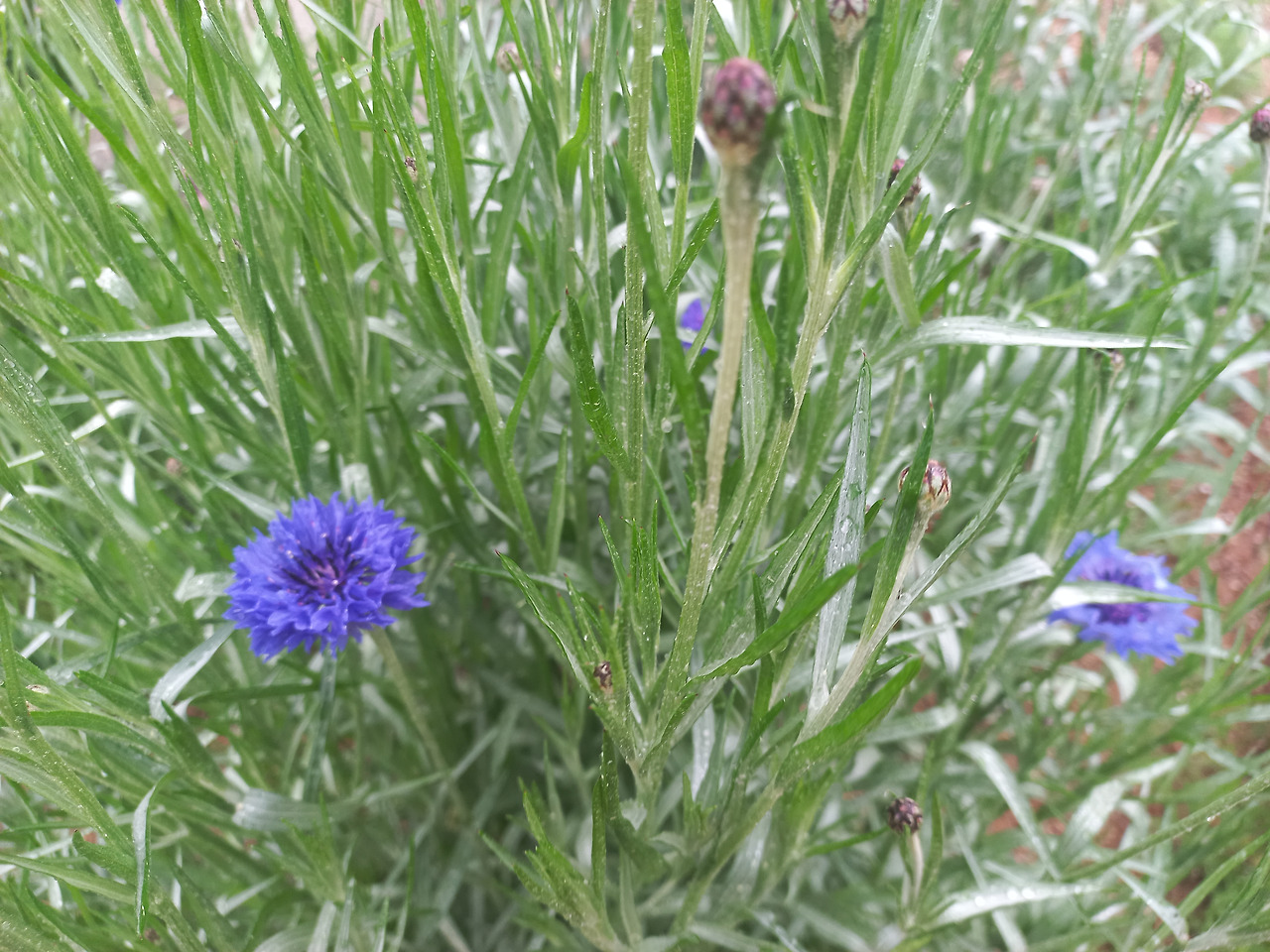 20230505_수레 국화_행복.jpg