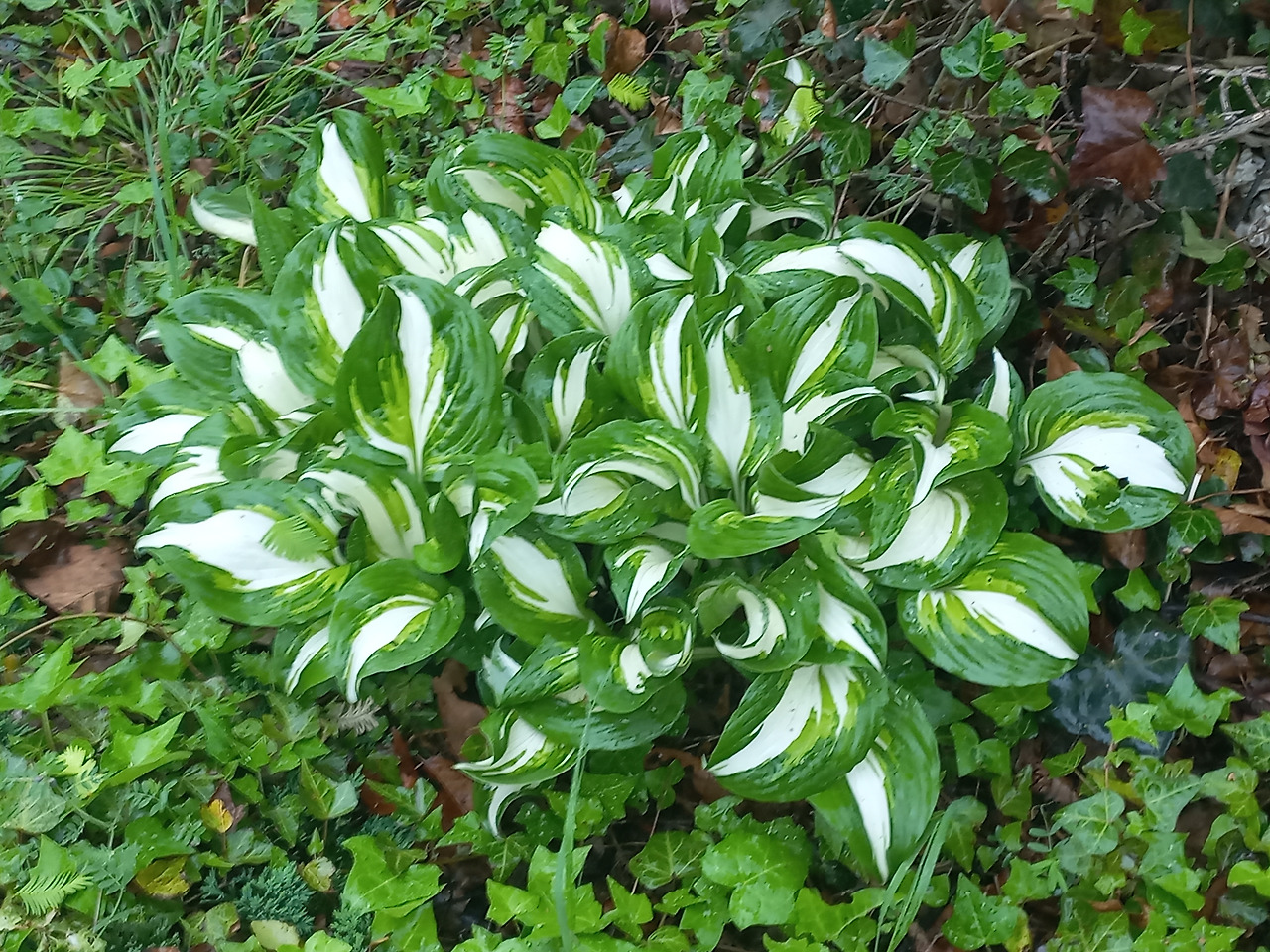 20230505_호스타비비추_하늘이 내린 인연_좋은 소식_ 신비한 사람(사랑).jpg
