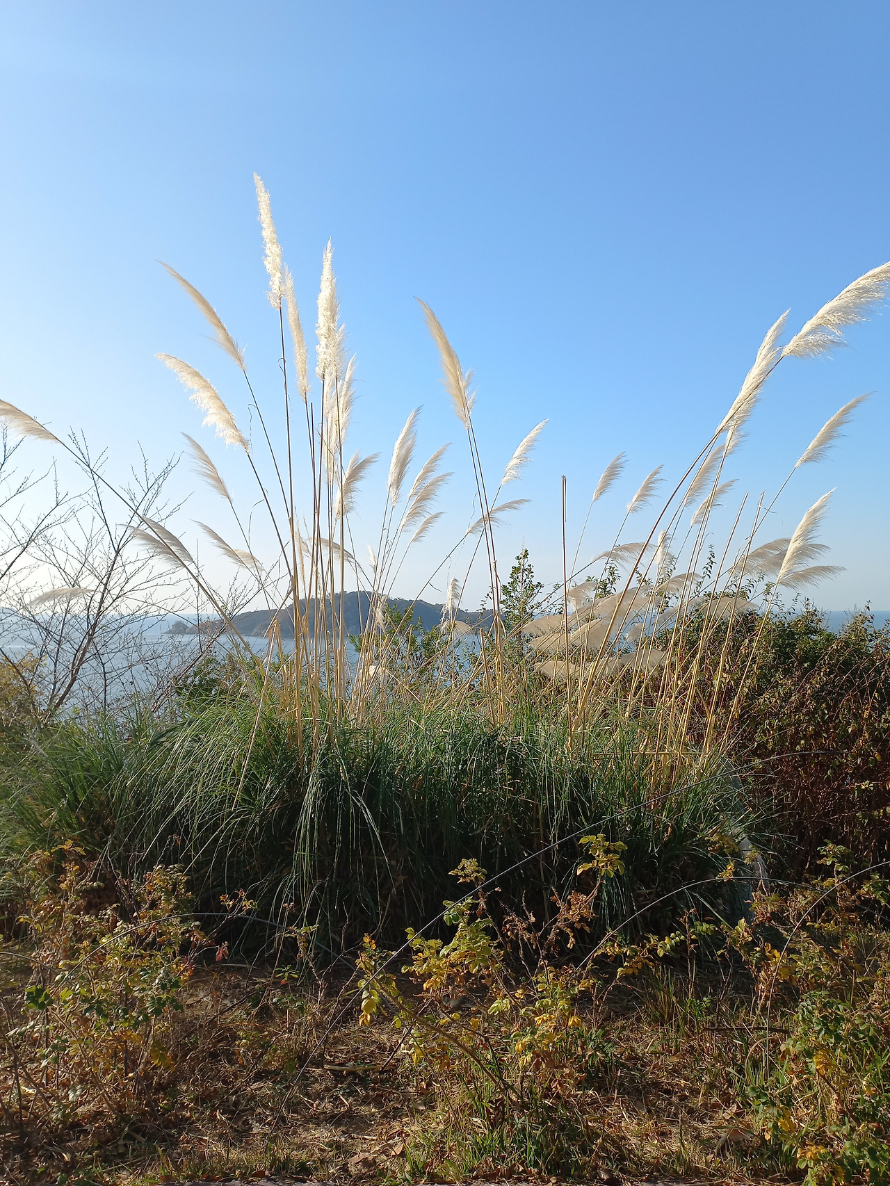 20221127_팜파스 그라스.jpg