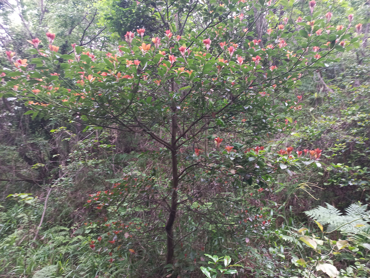 20230524_홍가시 나무(1).jpg