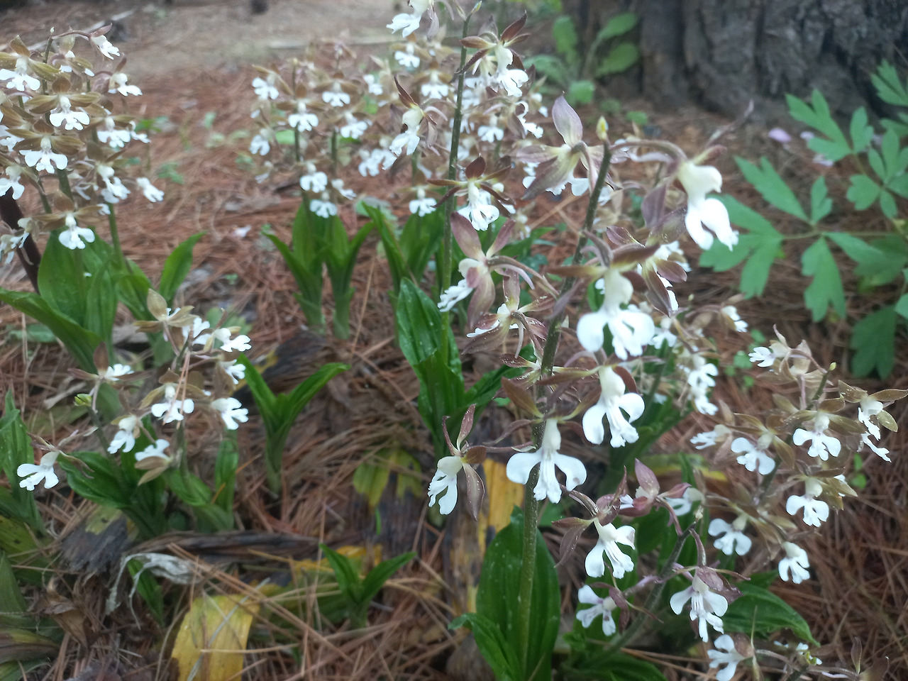 20230505_새우 난초_미덕_겸허_성실.jpg