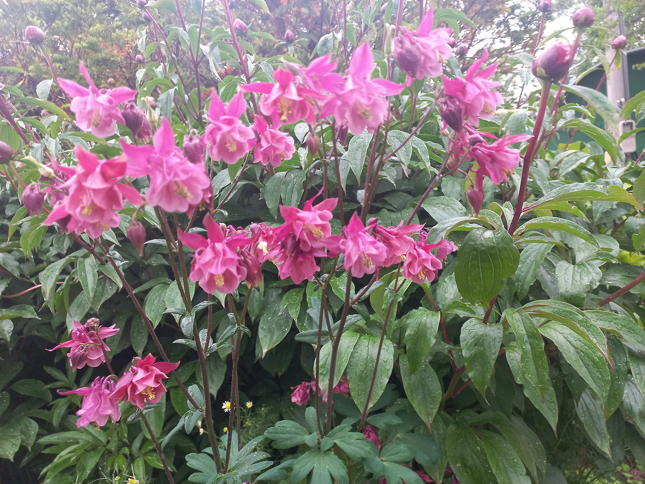 20230505_겹매발톱(버림 받은 애인).jpg