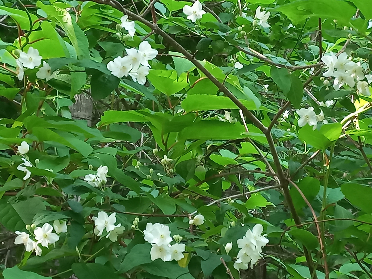 20230611_야광나무(1)_꽃잎이 5장_온화.jpg