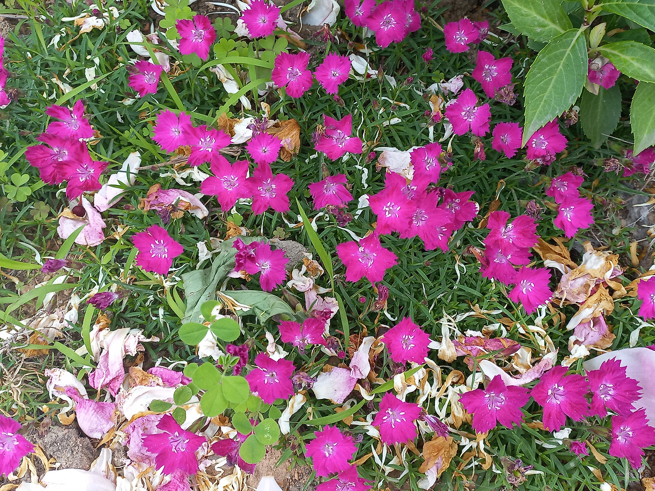 20230607_사계 패랭이(잔디 패랭이).jpg