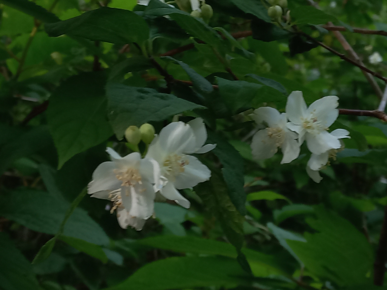 20230611_야광나무(2)_꽃잎이 5장_온화.jpg