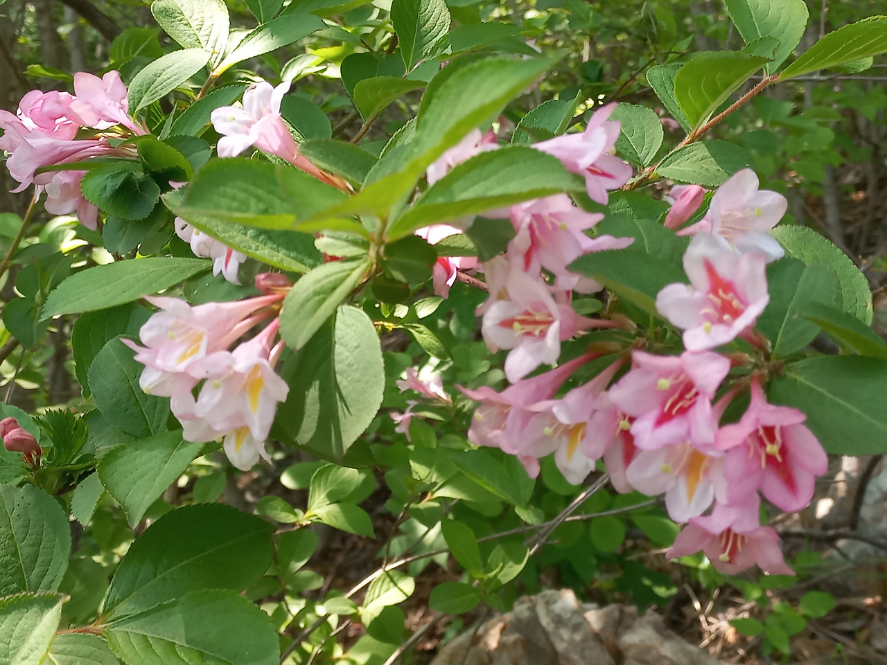 20230511_삼색 병꽃 나무(1).jpg