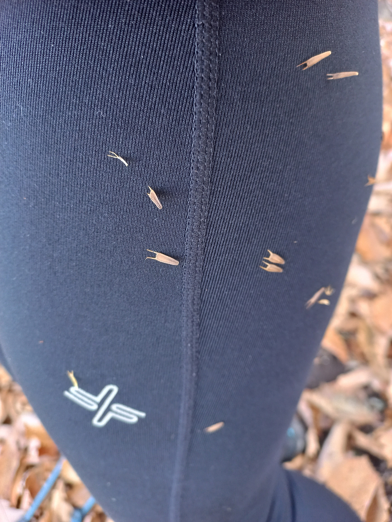 가막사리 씨앗.jpg