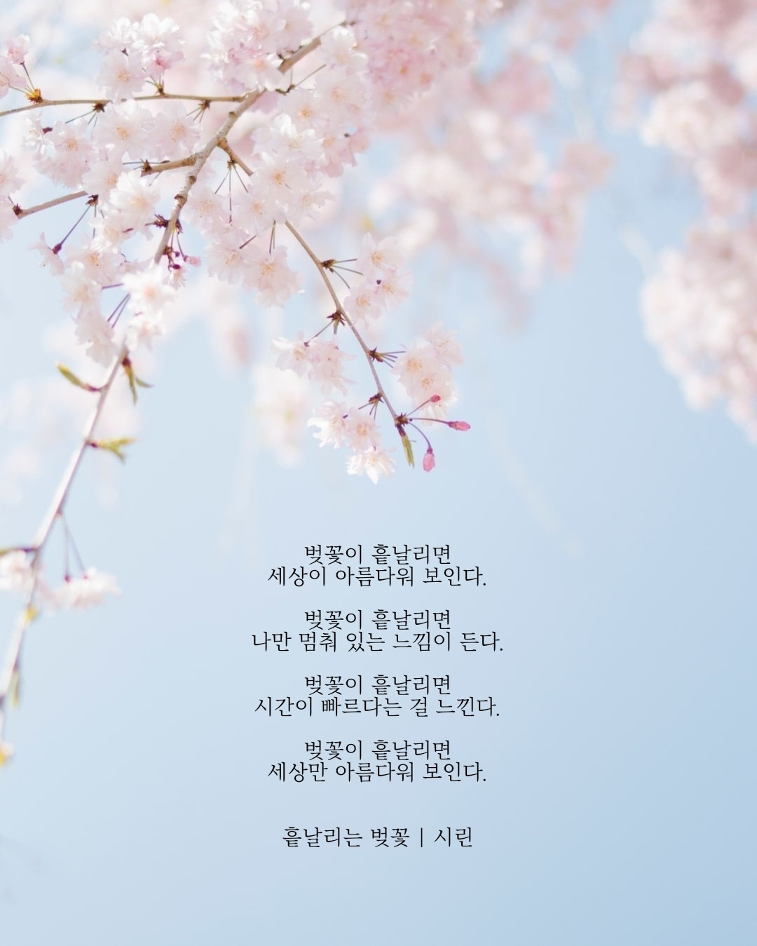 흩날리는 벚꽃.jpg