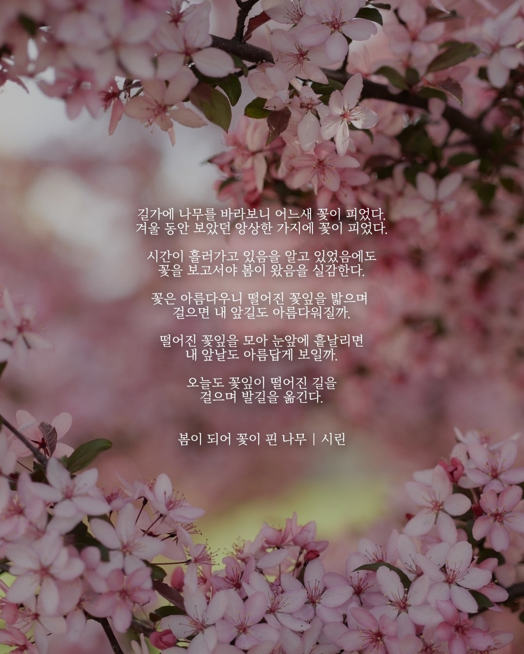 봄이 되어 꽃이 핀 나무.jpg