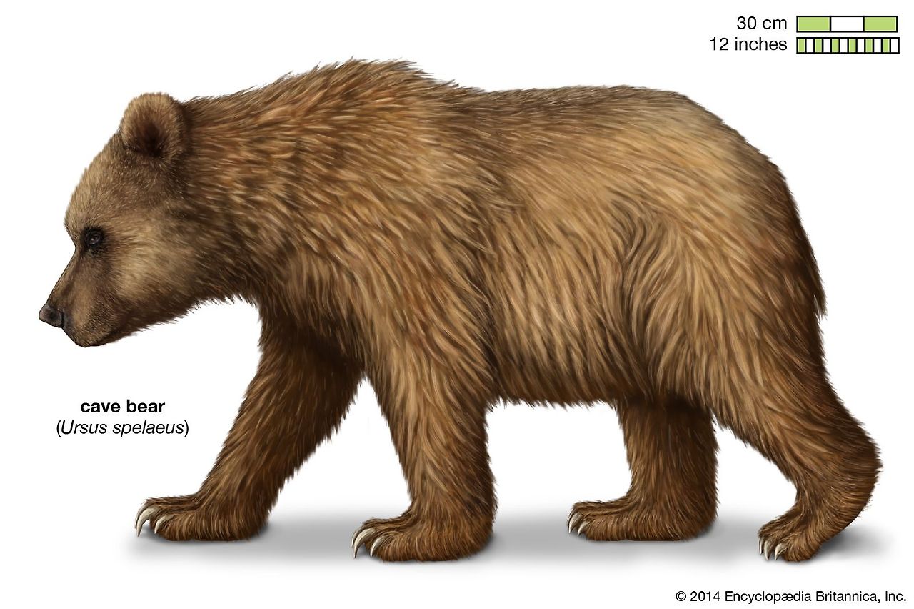 Cave-bear.jpg