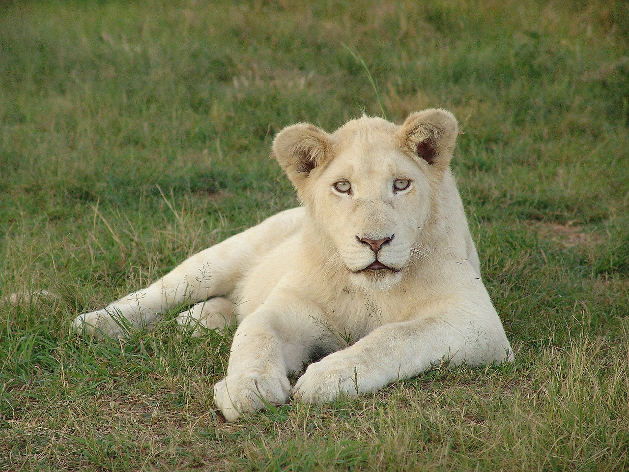 white-lion-gb9e7f3ac0_1920.jpg