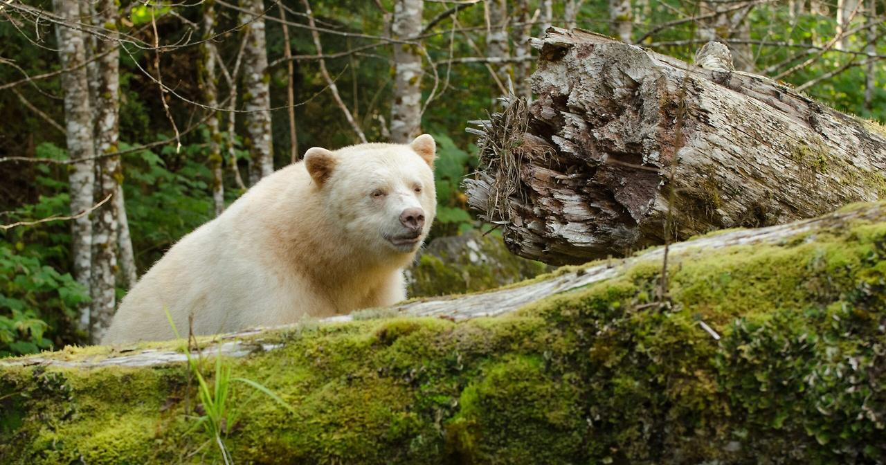albino-bear.jpg