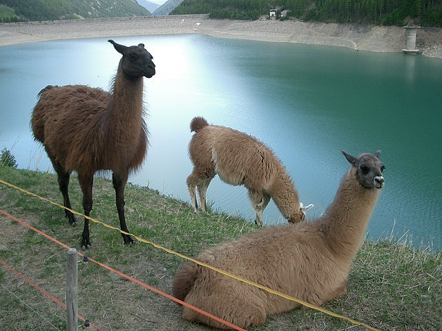 Llamas,_Vernagt-Stausee,_Italy.jpg