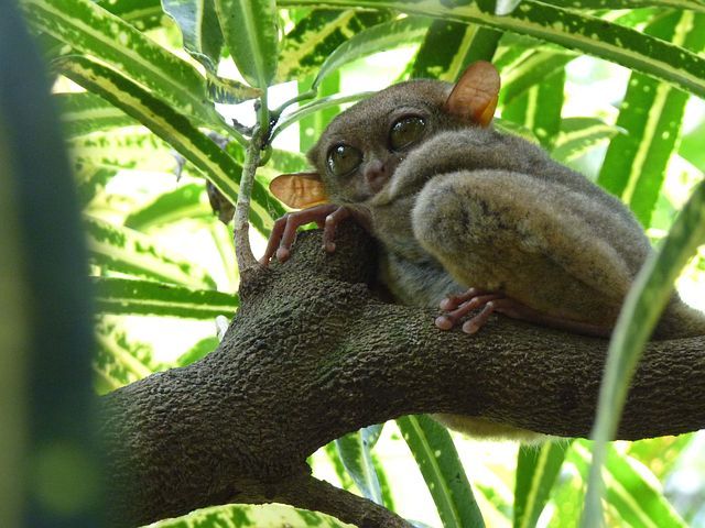 tarsier-2438262__480.jpg