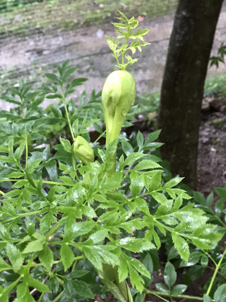 백지5 계룡산.jpg