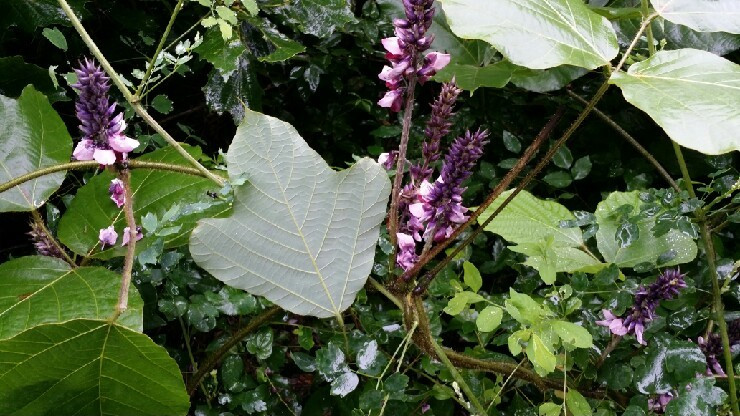 갈화 제천주론산.jpg