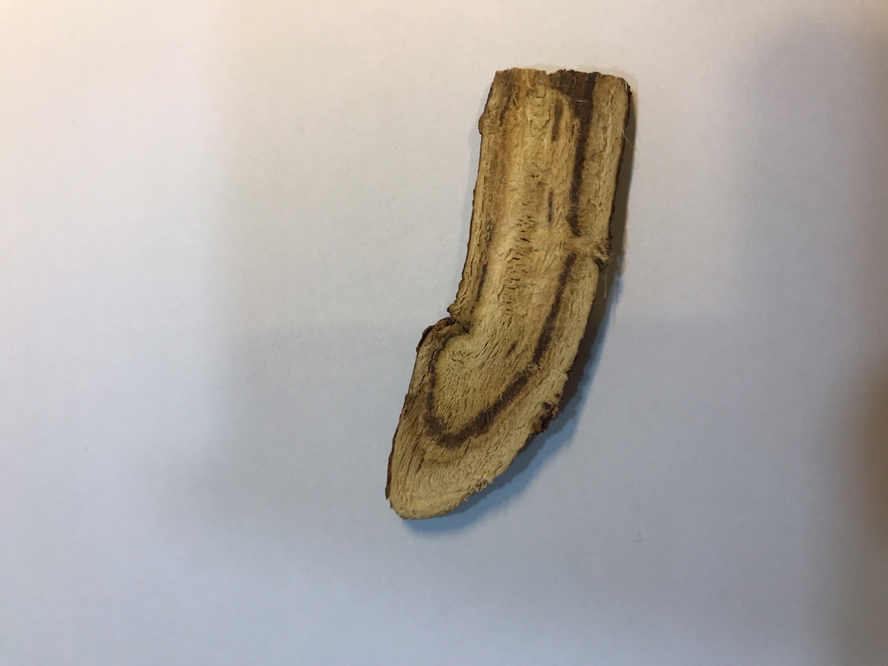 감초_형성층 변성 (1).jpg