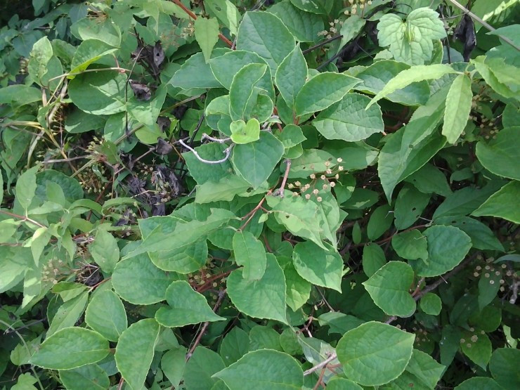 오미자4 화악산.jpg