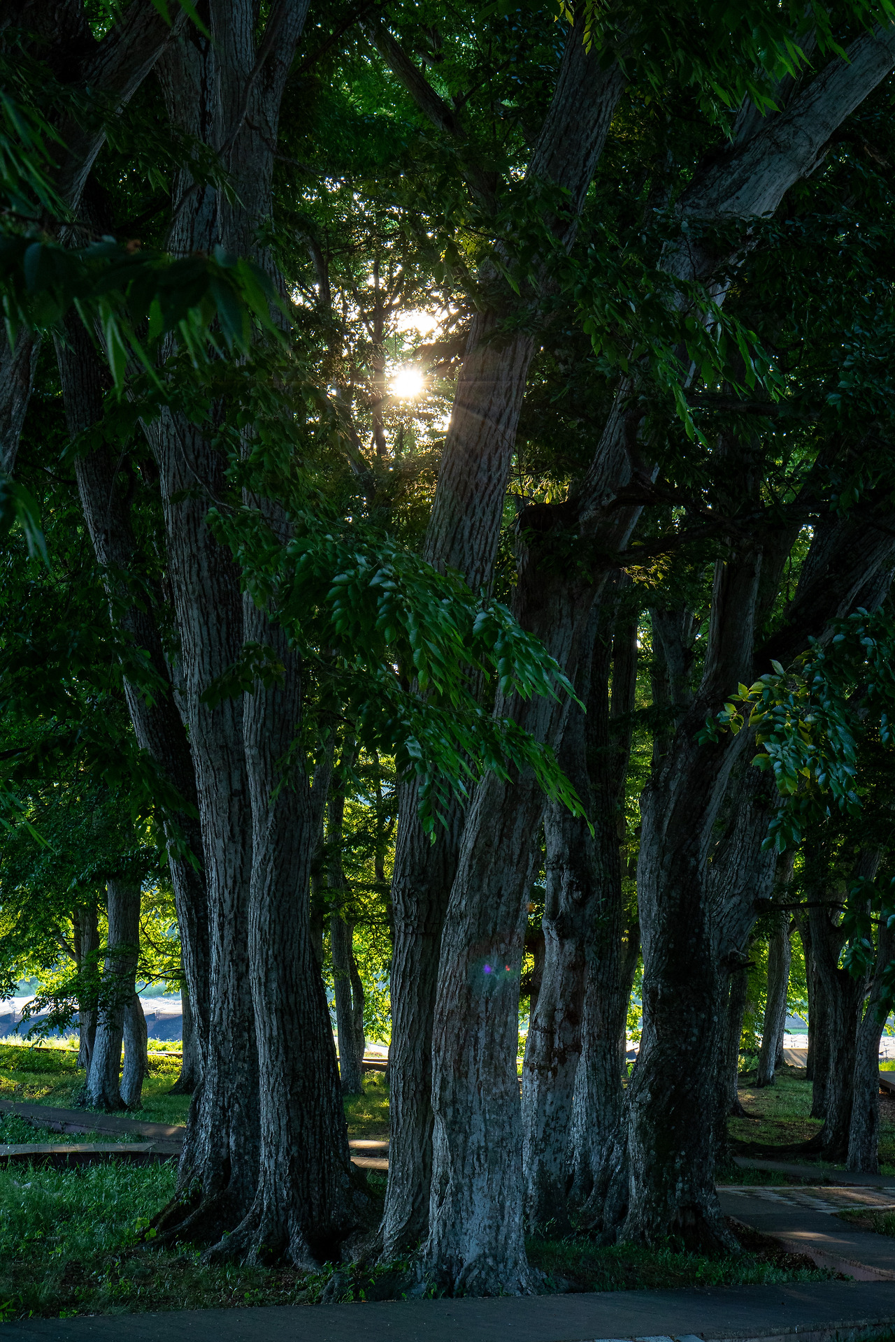 3-3. 서어나무숲 (56).jpg