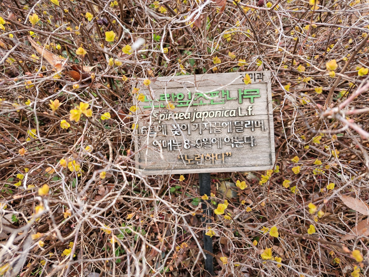 ACC노란잎 조팝나무.jpg