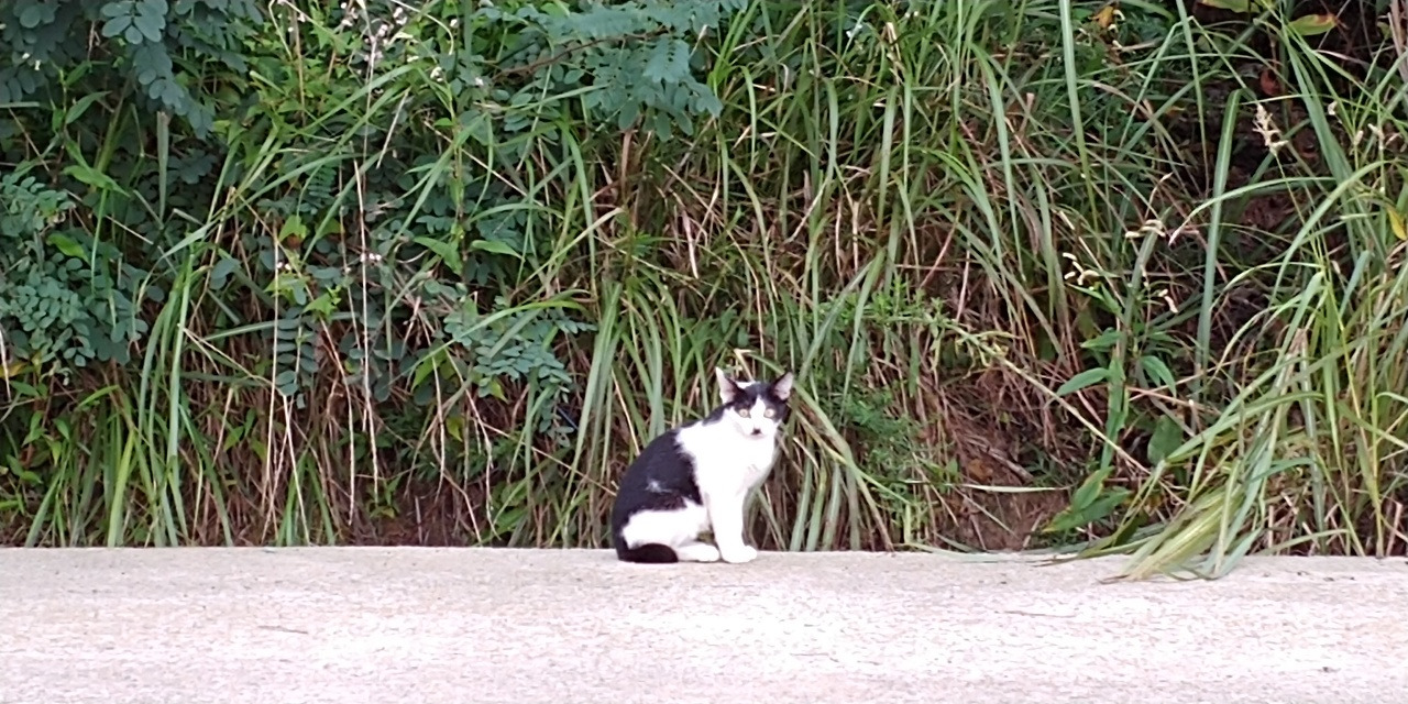 바라보는 고양이.jpg