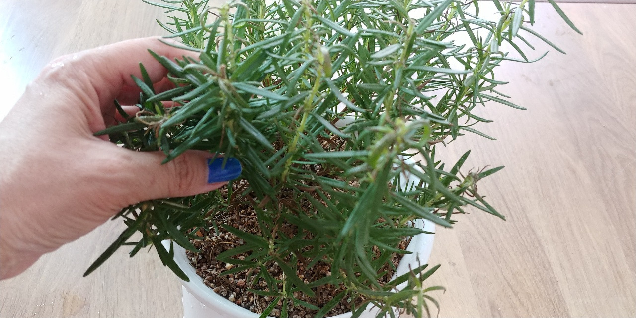 로즈마리 화분.jpg