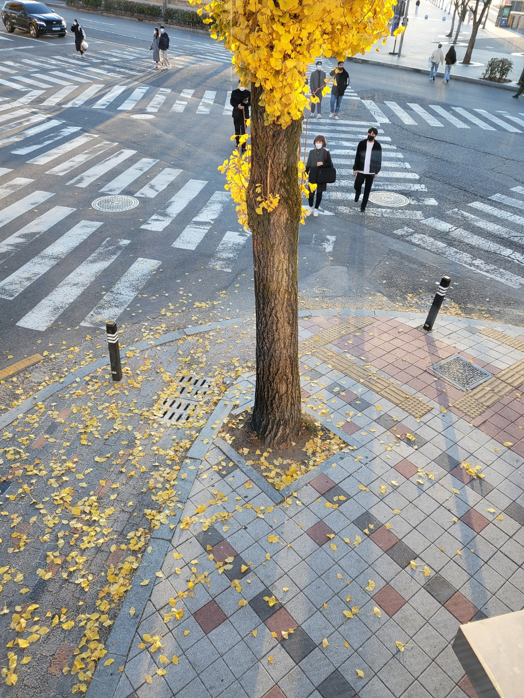 은행나무1.jpg