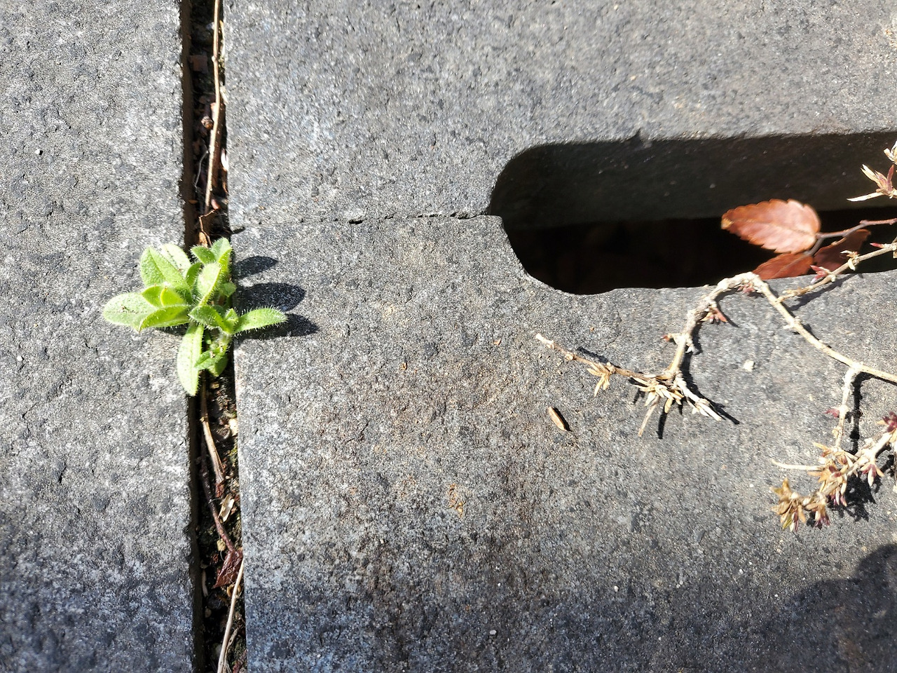 ACC, 틈새 식물.jpg