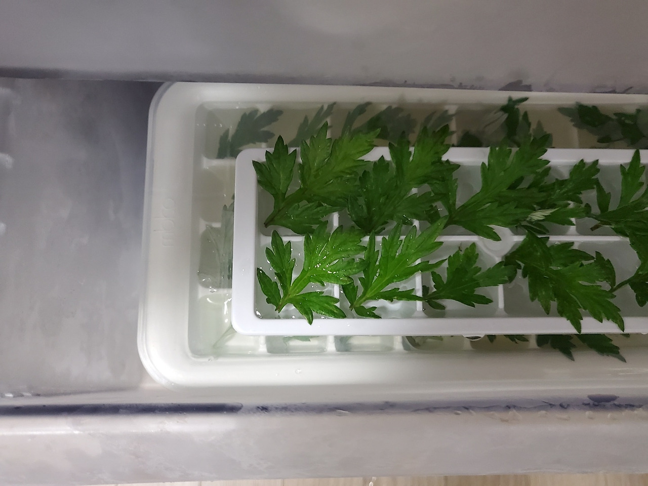 냉장고에 얼음넣기.jpg