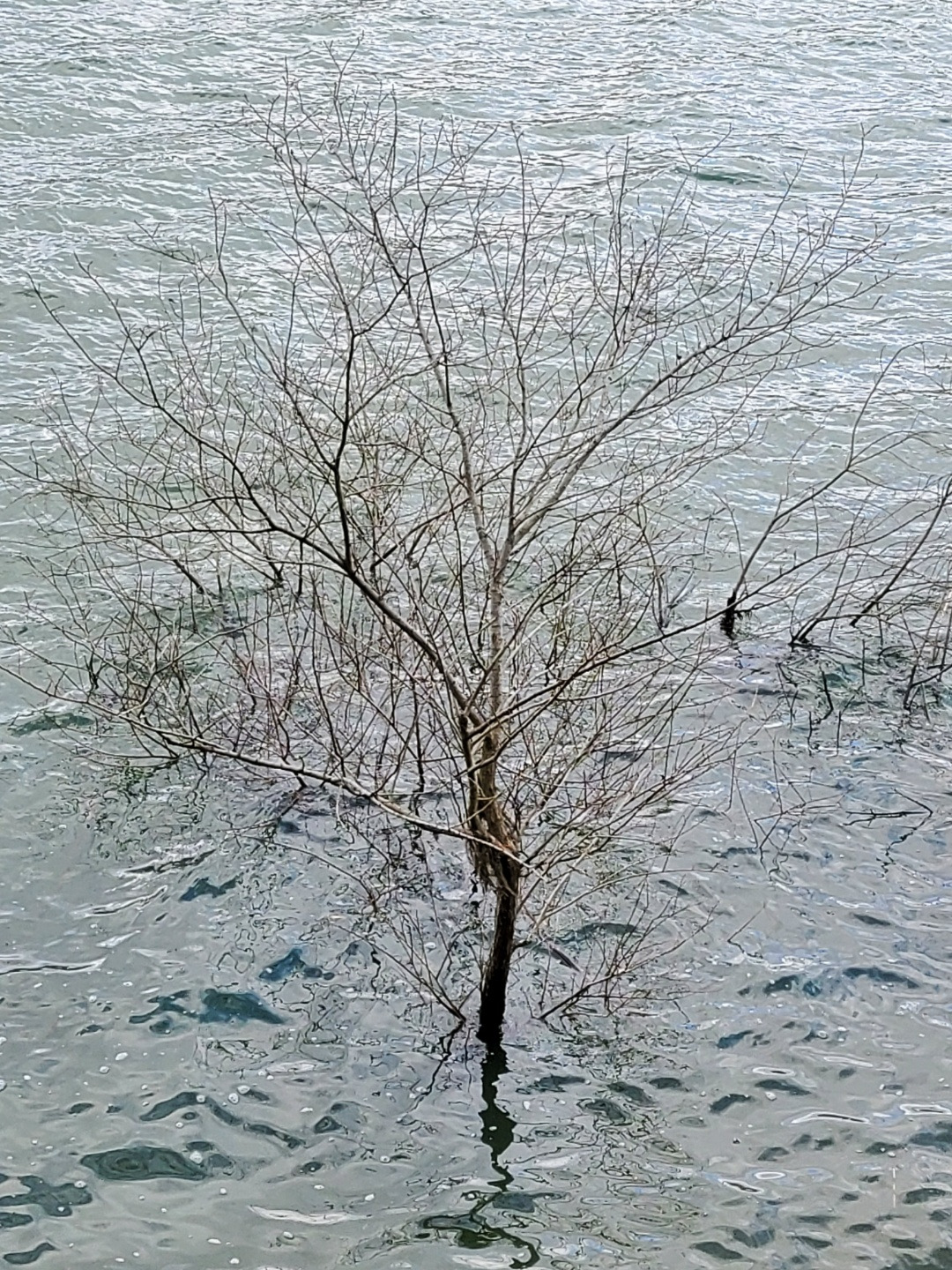 물 속의 나무.jpg