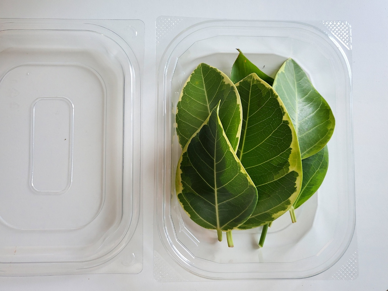 냉장고에 보관.jpg