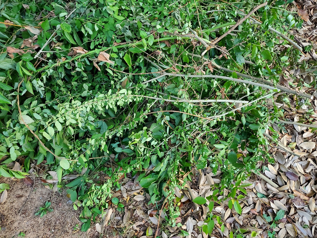 산책길(잘려진 나무).jpg