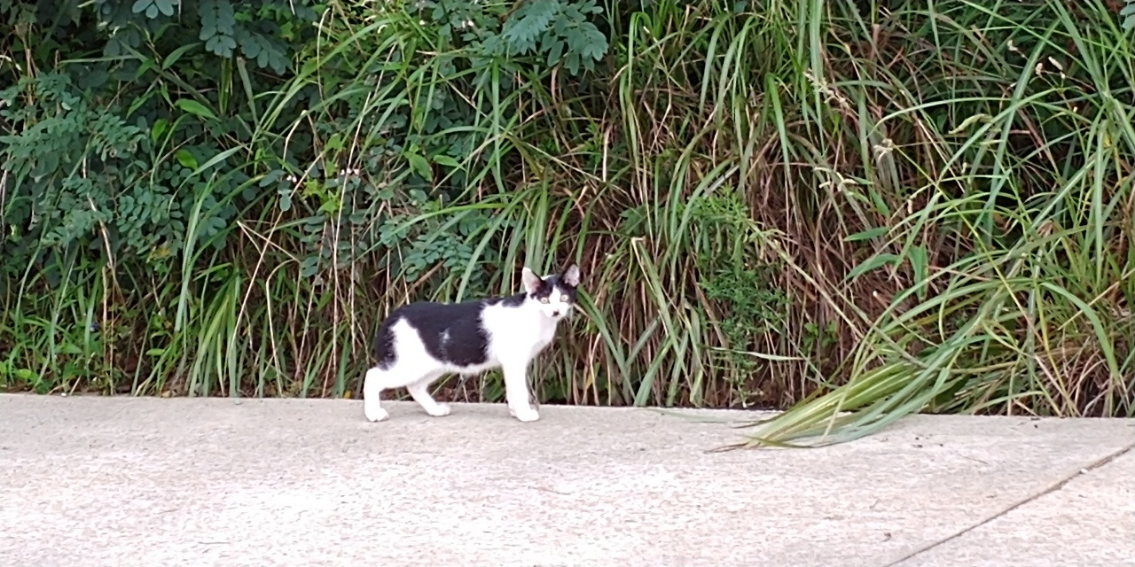 걸어가는 고양이.jpg