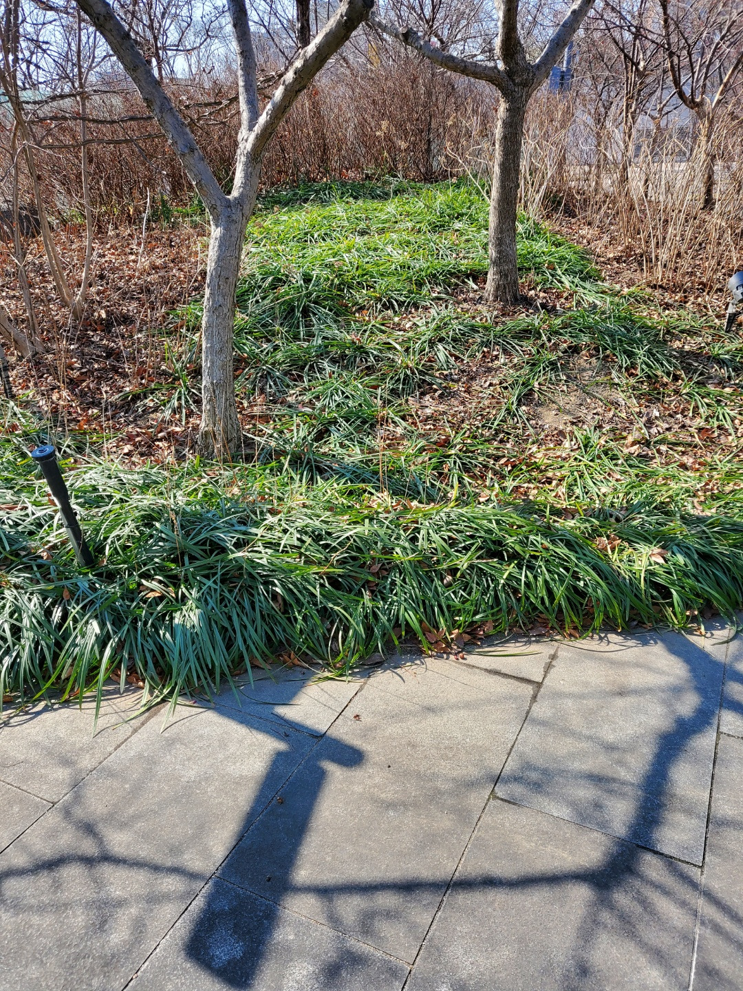 나무 그림자 2.jpg