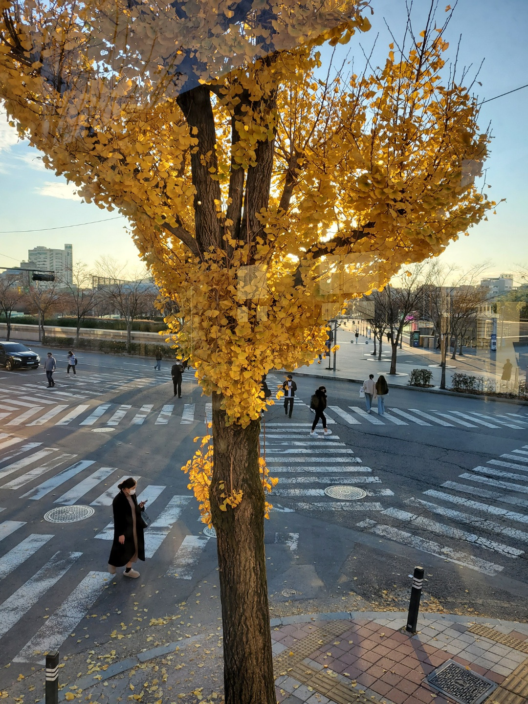 은행나무2.jpg