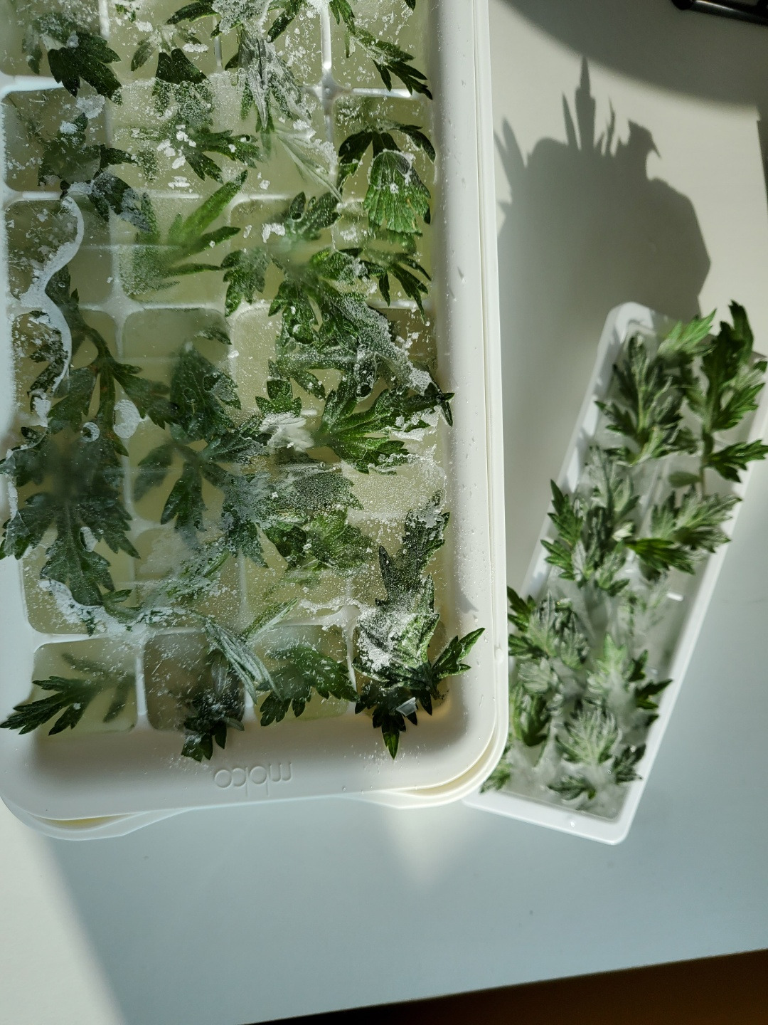 쑥얼음 냉장고.jpg