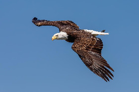 bald-eagle-adler-landskron-eagle-observatory.jpg
