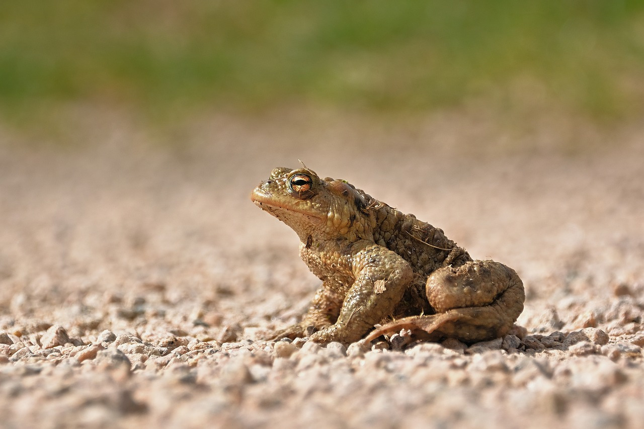 common-toad-6142644_1280.jpg